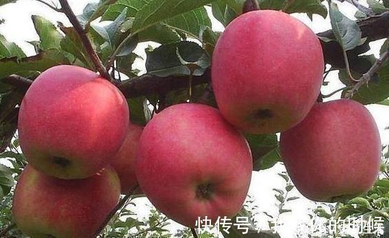 苹果|“苹果”早上吃和晚上吃,到底有何不同?为健康不可轻视