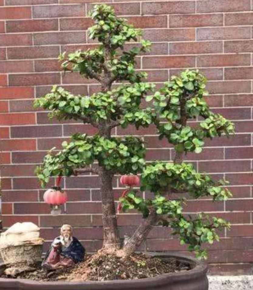 旺盛|养金枝玉叶盆景,要舍得修剪枝条,株型才能越来越美观