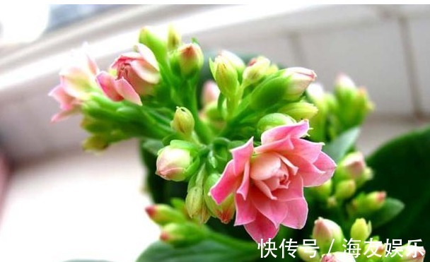 长寿花最详细的养殖方法,浇水、光照、施肥等,养不好都难!