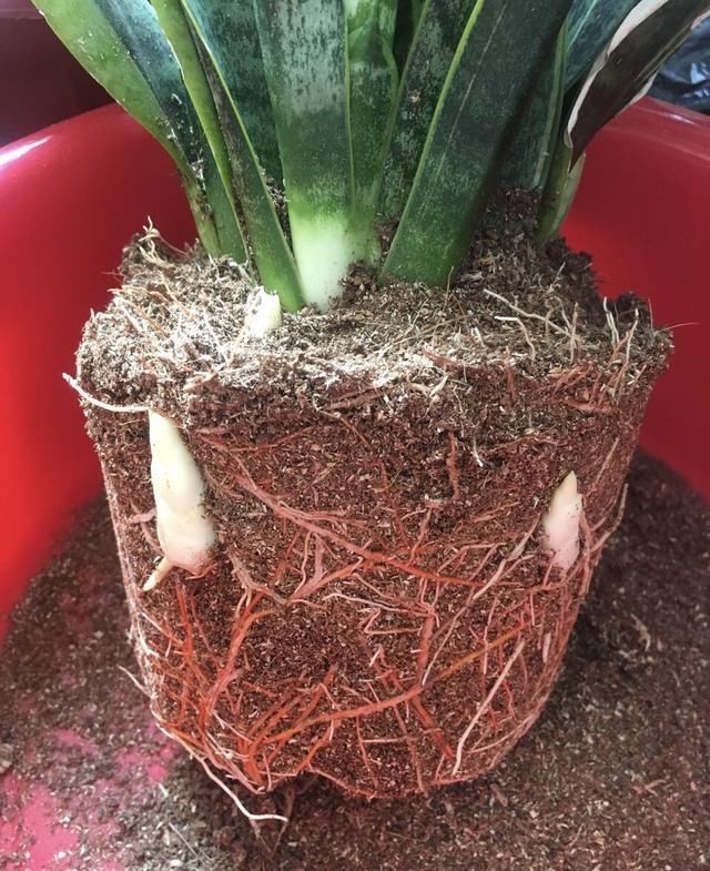 2种植物长得旺,2年不换盆,根系新芽“撑破”花盆