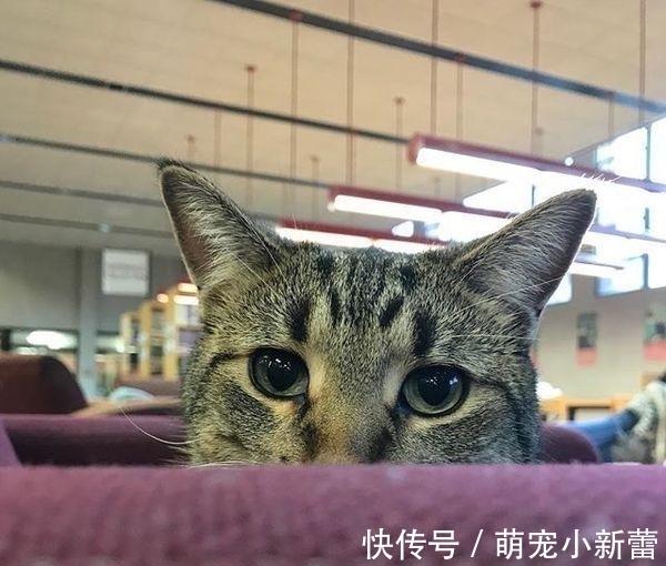 虎斑猫|大学聘请新图书管理员, 只卖萌不干活, 猫咪管理员吸引学生多读书