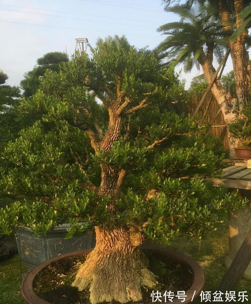 观赏性|4种农村常见的树墩子，修剪一番变成高价值盆景，观赏性极高