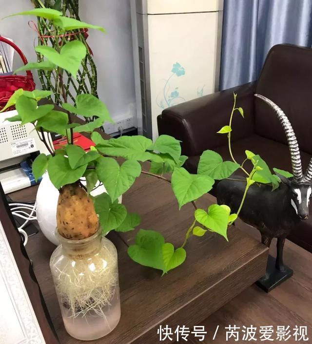 厨房里这9种菜根不要扔，泡水就能活，比绿萝好看多了！