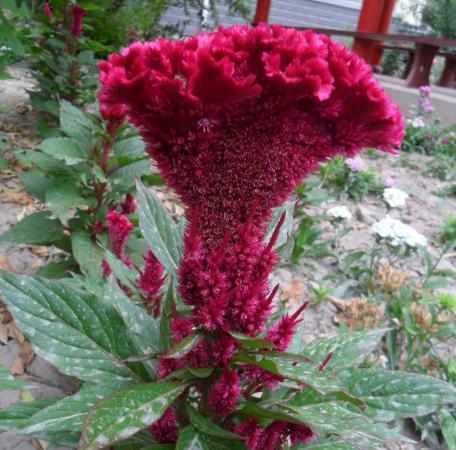 “3种花”不喜水,一碰水“又枯又黄”,往太阳下一摆,盆盆花爆