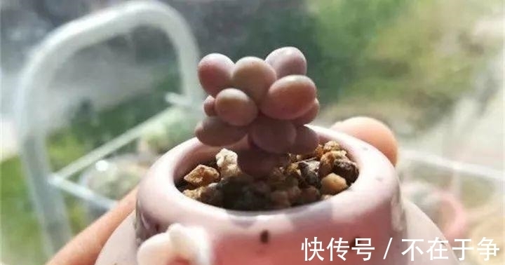 白美人|“拇指大”的花盆,被她塞了几十棵多肉,养一年都不是事!