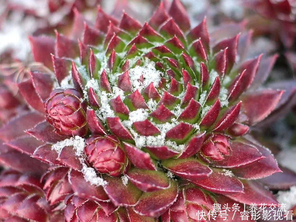 常年“爆崽”的长生草多肉，原来是开完花就挂，你能将它养好么？