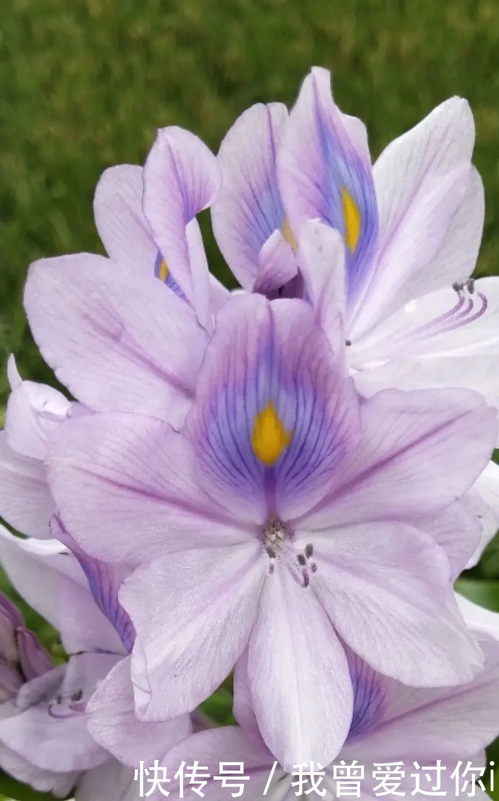 养花知识这花是个大“祸害”,20元一棵还有人买,到底为啥