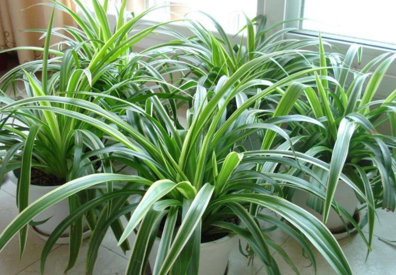 匍匐茎|夏天养金边吊兰,勤喷它,匍匐茎猛窜不停,1个月就长成瀑布