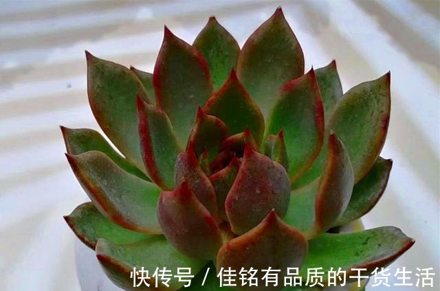 靠天吃饭多肉就会变美也不全是,有些多肉变美需要人工助力!