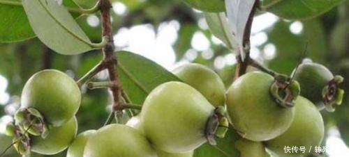 蒲桃蒲桃|会吃的人身体好,常吃3种食物,排毒消脂,延缓衰老,呵护肌肤
