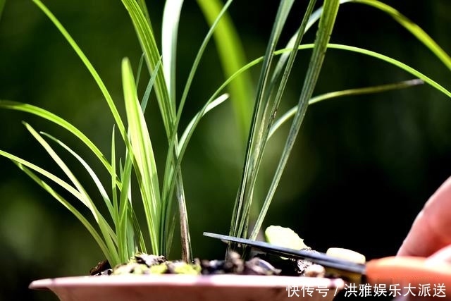 兰花怎么修剪整容三步骤三注意,兰友掌握就不难