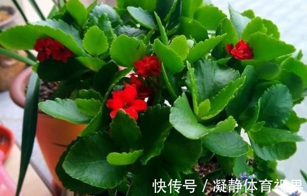 喜欢养花,先戒掉7个坏习惯,不然啥花也养不好,你占了几个?