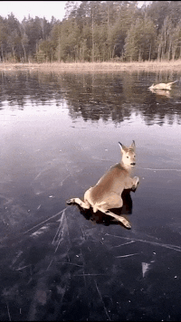 |搞笑GIF:单身久了 还有哪项秀恩爱的姿势不会