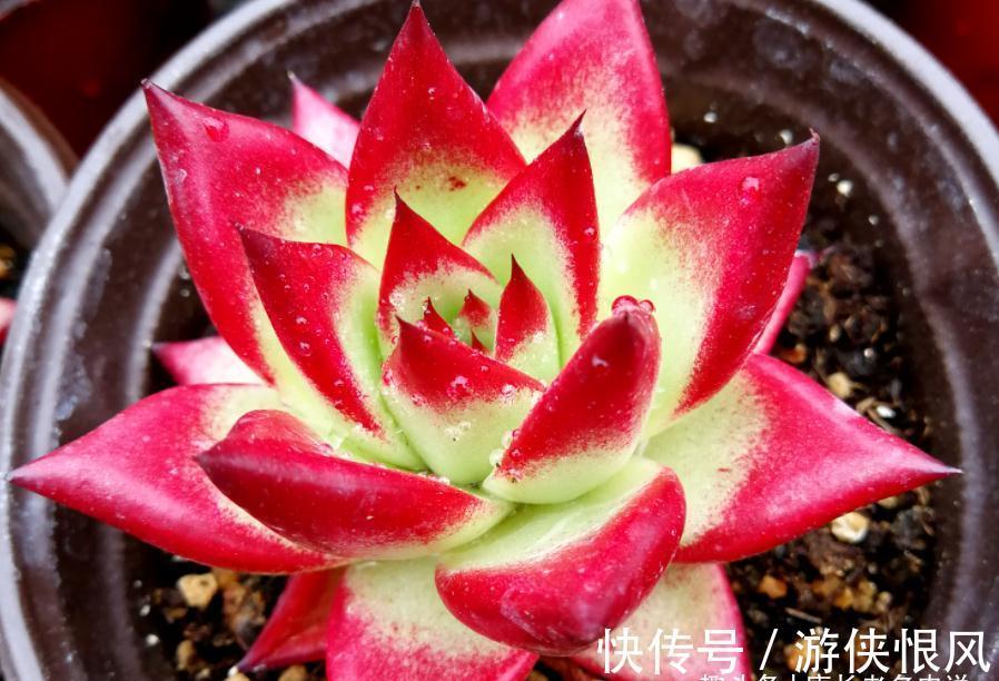 多肉黑檀汁、口红和红檀汁颜值大比拼，谁才是你心目中的冠军？