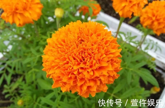 盆栽|它是夏秋最美的花，一朵花有拳头大，一开就100天，漂亮好养