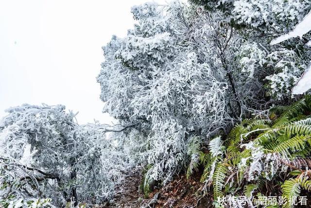 广东第一峰“下雪”啦，玉树琼楼美得让人心醉