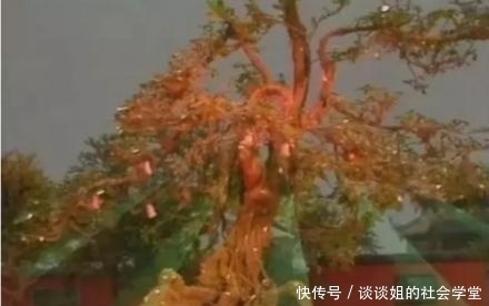 人参果|悟空怎么不多打一个人参果给白龙马?不是忘了,看孙悟空做了什么