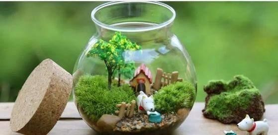 瓶景植株|过年大火的瓶景自己做,一瓶就是一个景观,小小一个真有趣