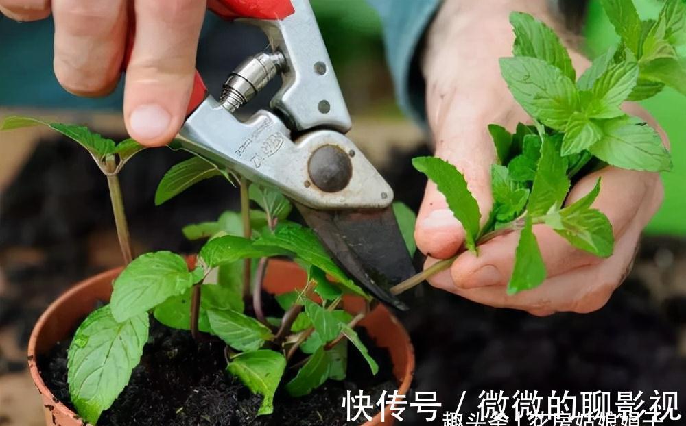 冬天里,给这8种花修剪,要分清楚修剪方式,否则来年长势成问题