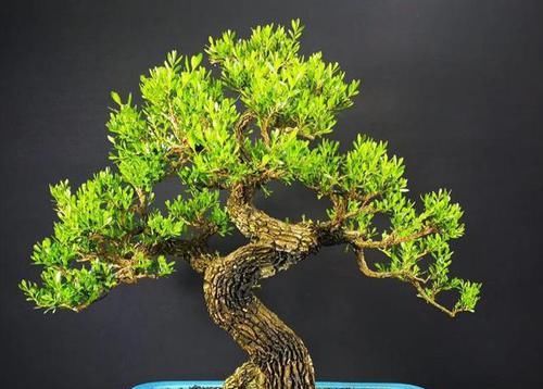 种类|小叶黄杨有哪些种类?适合室内养吗?怎样才能让它更美