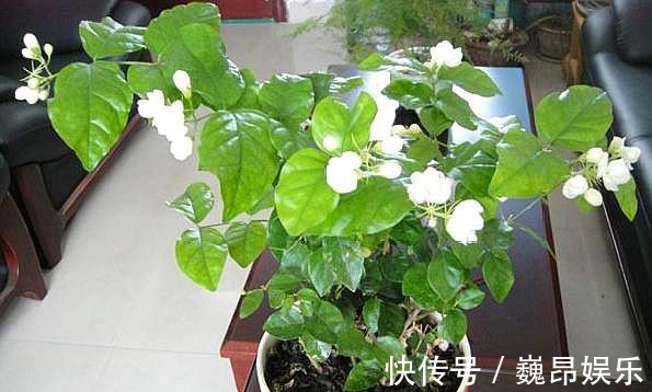 畸形|茉莉花叶片“畸形”不能忽视！消除3个“隐患”，花苞长满枝