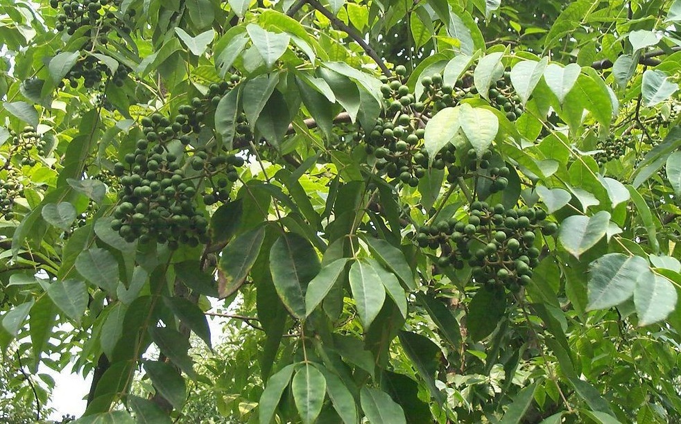 湿热|一个换皮神方，8味药煎水洗一洗，就能搞定湿热导致的多种皮肤病