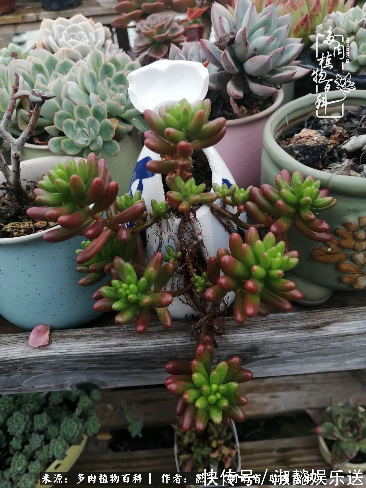 漂亮|被风雨洗礼的多肉越来越漂亮了,忍不住又往坑里跳!