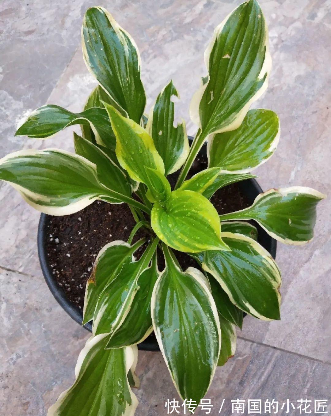 叶片|夏天怕晒的花，赶紧搬到阴凉地儿，再晒成枯杆了