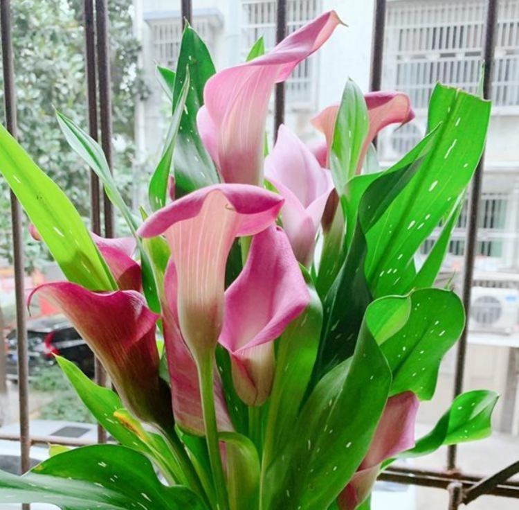 这种花是花中“大美女”，家里变成小花园，人见人爱！