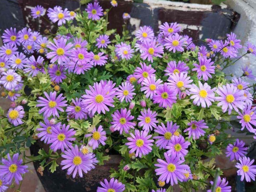 世界上品种最多的植物,没有之一,光路边就有20多种!