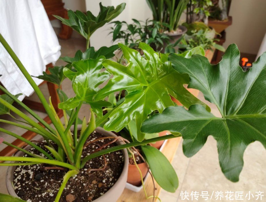 花土别再乱买了!搞不清养花环境,再好的土也烂根,自己配制最好