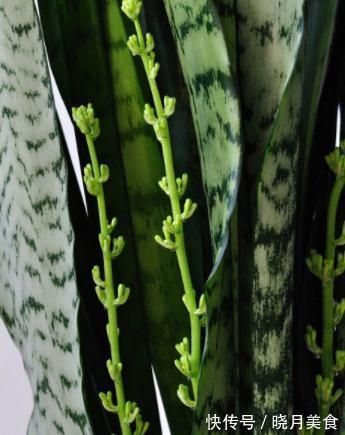 秋养虎皮兰,做好3个关键点,虎皮兰也能开花