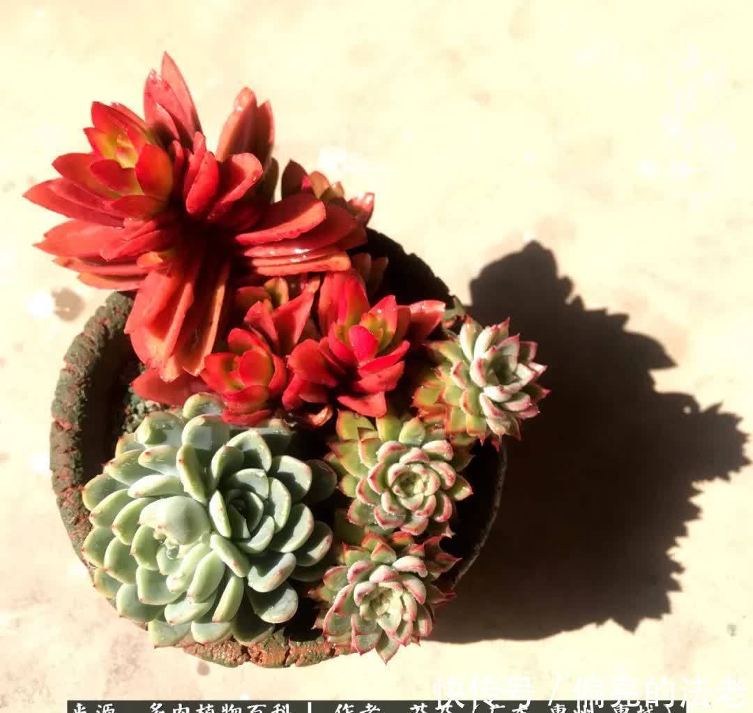 养花|一种爱好就是一种境界,养花养多肉可以培养一个人的心境!