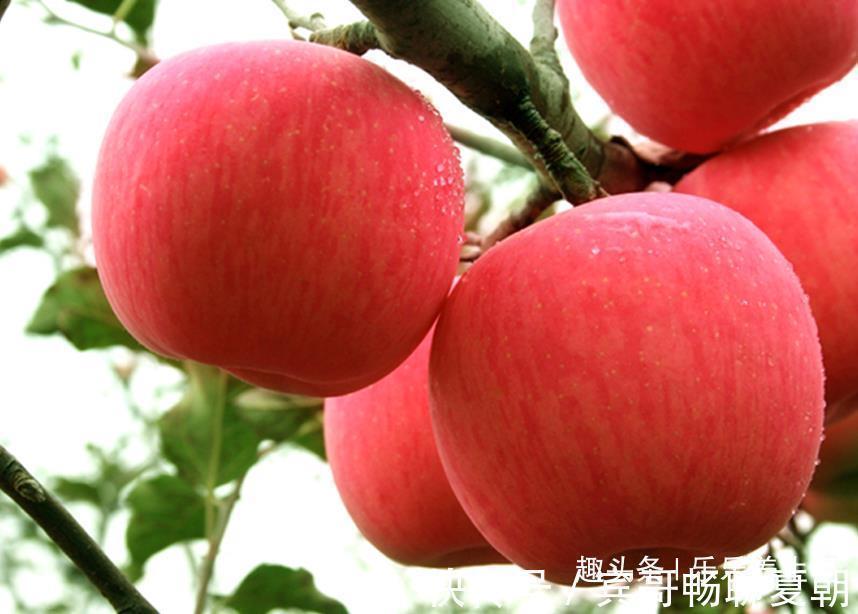 维生素c|吃完苹果后,不要碰它,为了健康,看完后记得告诉你的家人。