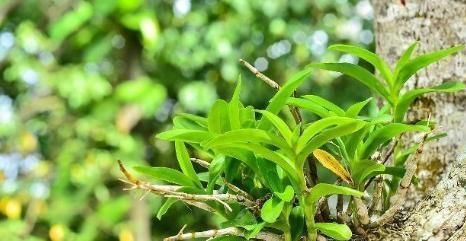 胃里有“幽门螺杆菌”，白开水里加点此物，养胃灭菌，口气变清新