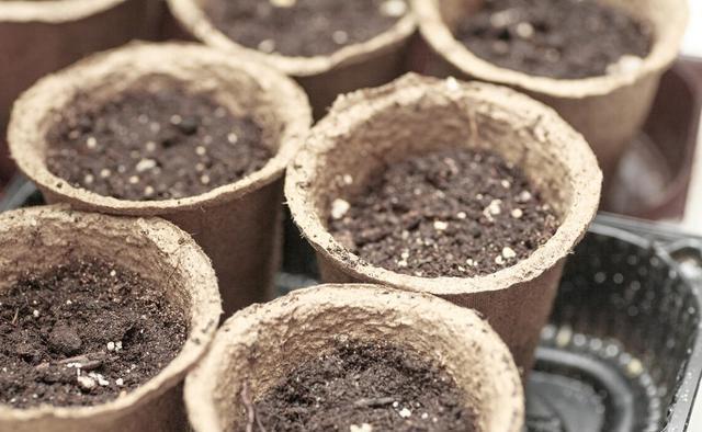 皮壳|养花的旧土要变成养分丰富的新土，要分成2步来走，掺进去3样东西