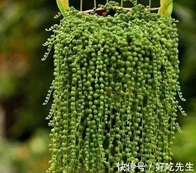 客厅|养这三种吊兰,美翻你的客厅,随便一插就能活,根本不用买!