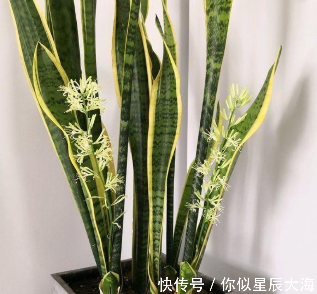 养花|虎皮兰不长新叶子,在花盆里埋点“小东西”,开春呼呼冒新芽