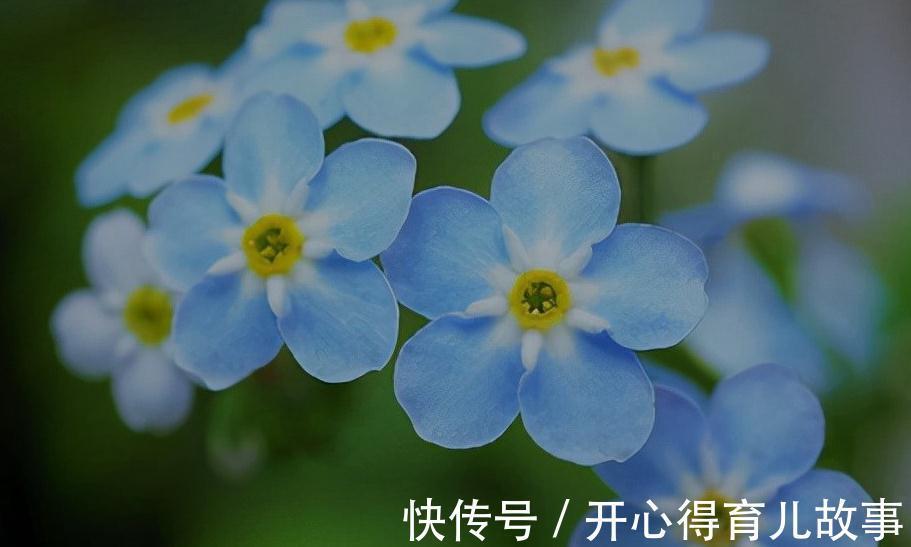 名字好听的15种花,你见过几个
