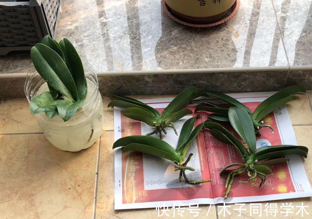 7种花，立秋后换盆，秋冬才能越养越好