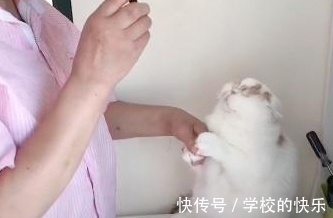 |大肥猫为了不剪指甲太搞笑,努力把自己缩成一只兔子,求主人放过