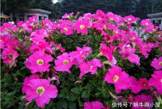 4种花生命力超顽强的,埋土里就活,开花漂亮花期长