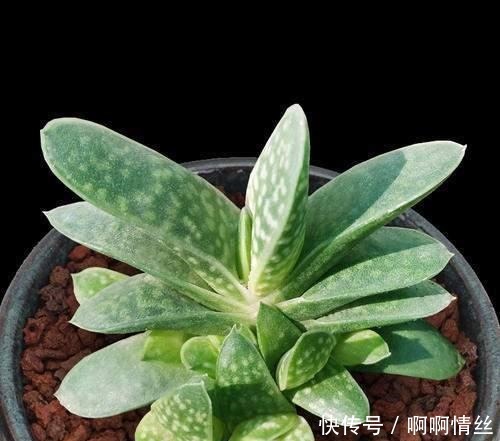 这8种多肉名字好听 颜值还特别高 摆在家里添吉祥 快资讯 这8种多肉名字好听 颜值还特别高 摆在家里添吉祥 快资讯