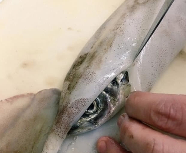 回家|女子买鱿鱼回家,清理时发现问题,人与人之间的信任呢??