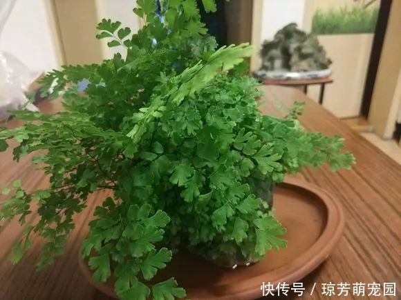 5种花不要“乱晒”,越晒叶越黄,小心晒一盆死一盆!