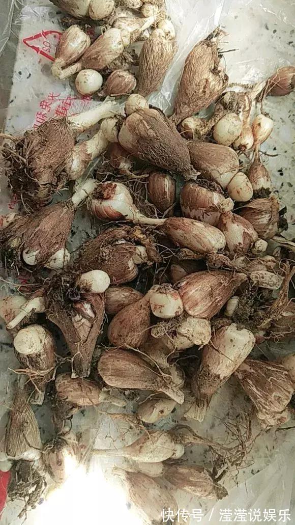 还在养绿萝家里养盆“香香花”，好看好闻，清香四溢精神好！