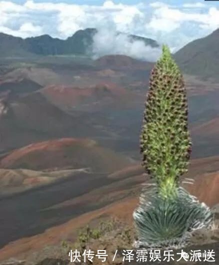 大自然最奇特的花之一，在难见生物的火山口旁，抵抗着高温绽放！