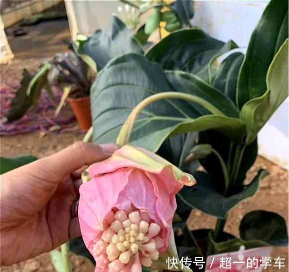 1种高级“盆栽花”,开花贼漂亮,养在室内当年宵花,惊艳四座!