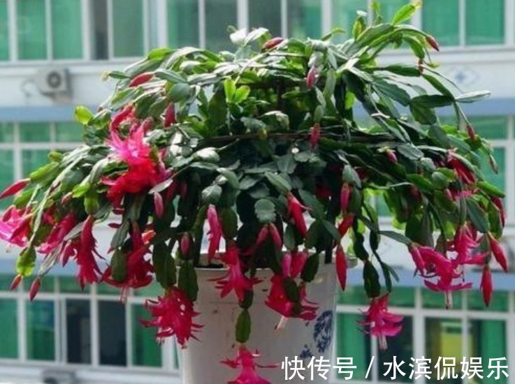 喜冷花|“2种喜冷花”养客厅，0℃也能开爆盆，秋冬就选它，好养易爆盆！