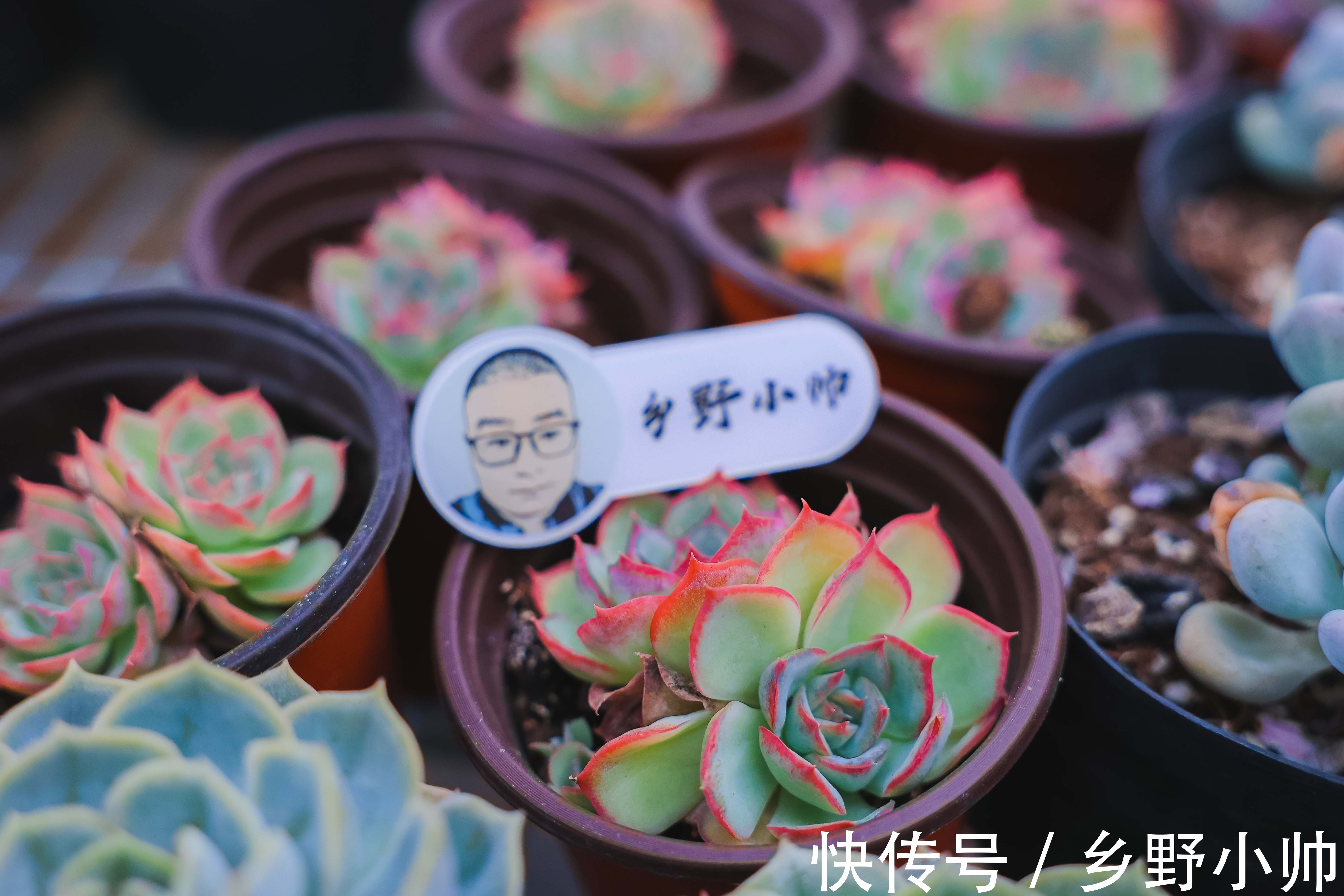 新手|让新手头疼的2种多肉常见问题终于解决了，快来听听小帅怎么说